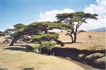 Dodola_Akazien